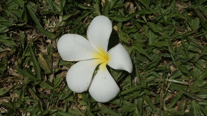 A flower with beautiful white petals and located on top of a green grassy garden
