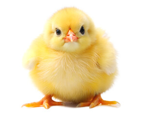 Obraz premium baby chicken on white background