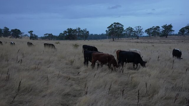livestock in a meadow, sustainable carbon neutral farming being practiced. regenerative raised cows in a field. agricultural technology innovation.	
