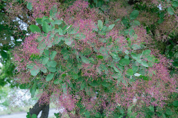 Flowering bush smoke tree of red cotinus coggygria. Beautiful fluffy flowers skumpiya tanning from...