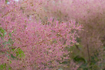 Flowering bush smoke tree of red cotinus coggygria. Beautiful fluffy flowers skumpiya tanning from the anacardiaceae family. Woody deciduous garden plant. Tannin for obtaining yellow dye. Smoke bush.