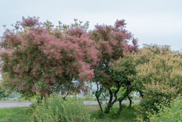 Flowering bush smoke tree of red cotinus coggygria. Beautiful fluffy flowers skumpiya tanning from...