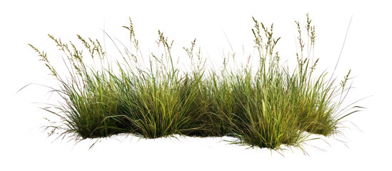 PNG Grass Borders grass vegetation background.