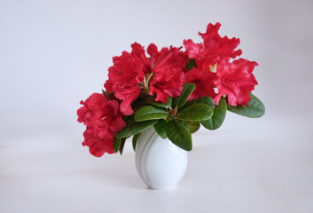 Rote Blüten der Frühlingsazalee in Vase auf Tisch