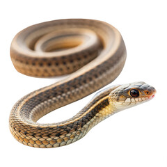 Obraz premium Garter snake png nonvenomous snake png striped snake png white background image