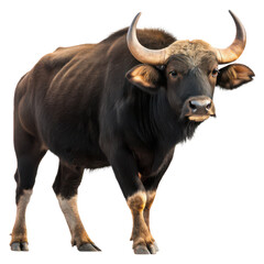 Naklejka premium Indian gaur png powerful wild animal png forest species png white background image