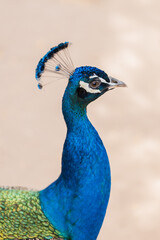 Pavo real