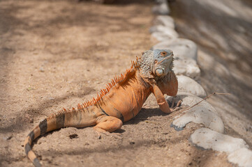 Iguana 