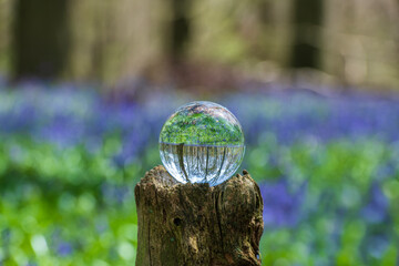 Trees and bluebells shot through a lens / crystal ball  in Kings Woods in Challock near Ashford in Kent, England