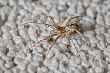 small spider Pisaura mirabilis on the wall