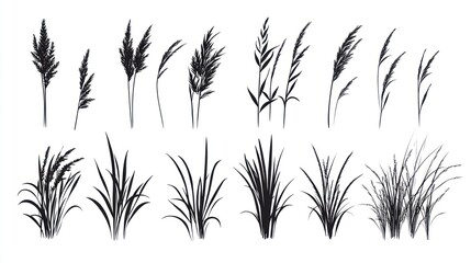 Obraz premium Silhouette collection of various grasses, reeds, and plants; design element, white background