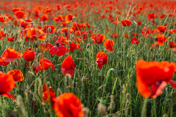 view of big field of blooming poppies