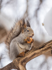 Obraz premium The squirrel with nut sits on tree in the winter or late autumn