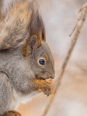 The squirrel with nut sits on tree in the winter or late autumn