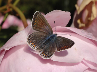 The common blue butterfly (Polyommatus icarus), female resting on a pink rose