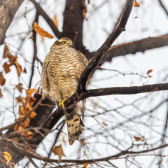 A Eurasian sparrowhawk perched on a branch of a tree outdoors.