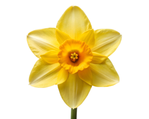 daffodil isolated on white background