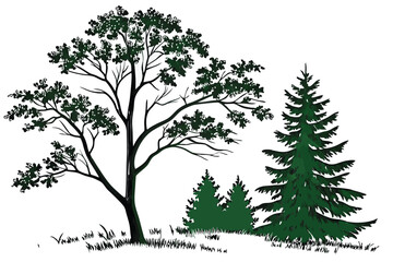 Obraz premium 20 Trees, botanical illustration, variety of species, deciduous and evergreen, different shapes and sizes, realistic rendering, isolated on white background, detailed foliage, green leaves, natural fo