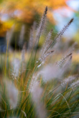 Fototapeta premium grass in the wind