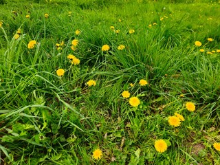 Beautiful a nice wide view. Blue sky. Field of dandelion flowers and grass.  dandelion. 