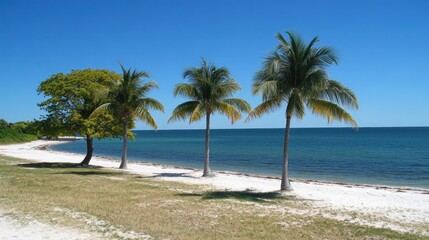 Florida Beach Scene with Palm Trees