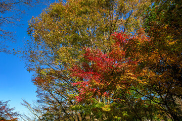  澄んだ青空と紅葉が美しい箱根の秋