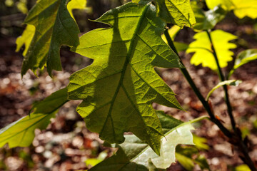 Bright green oak leaves illuminated by sunlight in a forest during springtime showcasing intricate textures and details