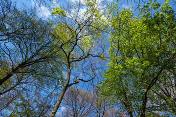 Obraz premium Vibrant green leaves contrast against a bright blue sky in a tranquil forest canopy during springtime