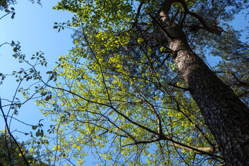 Lush green leaves contrast against a clear blue sky in a serene forest setting during daylight hours