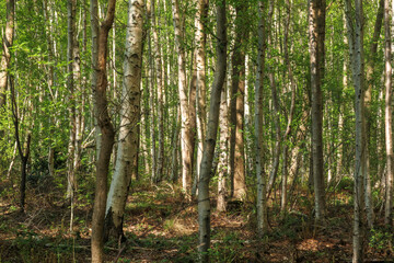 Naklejka premium Forest landscape showcasing tall trees and vibrant green foliage in a serene environment under bright daylight