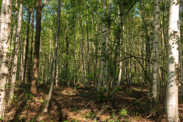 Lush green forest during daylight with tall trees and natural sunlight filtering through the leaves