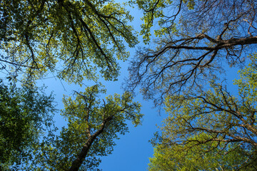 Looking up at the vibrant canopy of trees under a clear blue sky on a sunny day in the summer forest