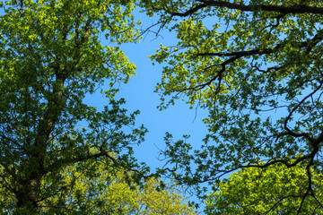 Bright blue sky framed by vibrant green tree leaves on a sunny day in a lush forest during springtime