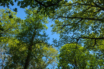 Lush green treetops meet clear blue sky in a serene forest setting during bright daylight
