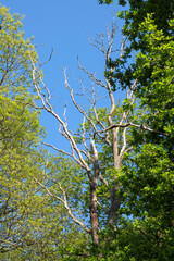 Lush green trees surround a tall, bare tree under a clear blue sky in a tranquil natural setting