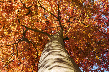 Looking up at a tall tree with vibrant fall leaves in a serene park under a clear blue sky during...