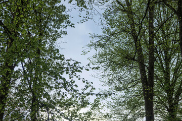 Vibrant green foliage frames a serene sky in a tranquil woodland area during early evening hours