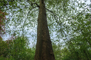 Fototapeta premium Tall tree reaches towards grey sky in lush forest during early spring, showcasing vibrant green leaves and rich natural surroundings