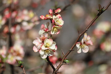 Chinese quince flowers, Chaenomeles speciosa, tree.