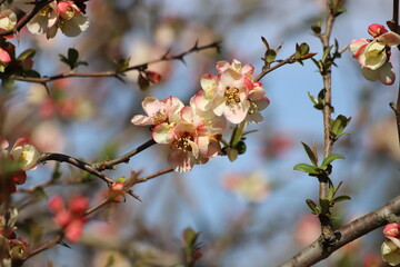 Chinese quince flowers, Chaenomeles speciosa, tree.