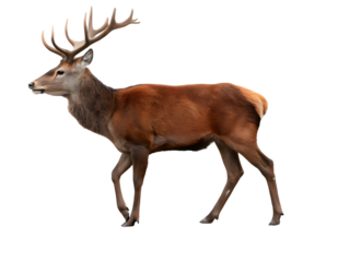 Red deer isolated on white background 