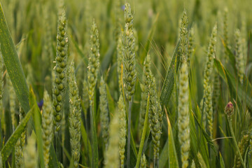 Eared field of green wheat, close-up