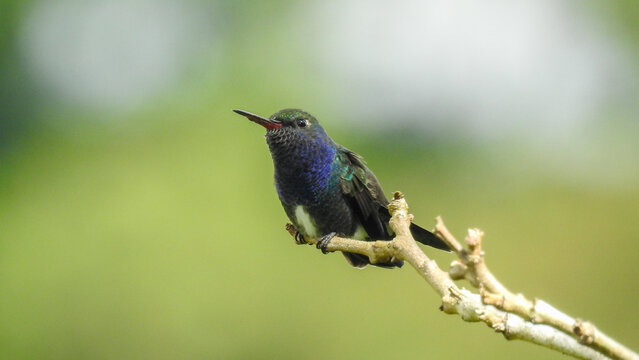hummingbird - Powered by Adobe