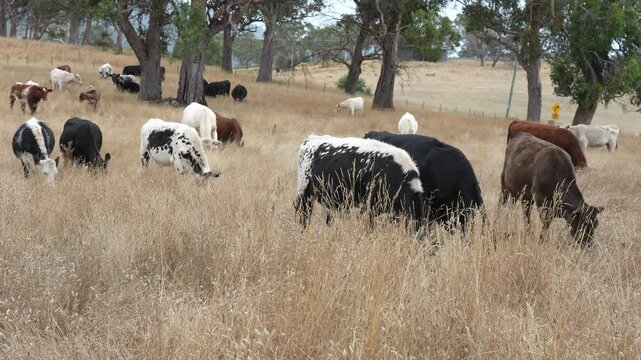livestock in a meadow, sustainable carbon neutral farming being practiced. regenerative raised cows in a field. agricultural technology innovation.	
