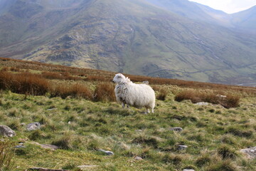 Fototapeta premium Welsh mountain sheep is very popular around the Snowden Park as they are very resistant in harsh condition