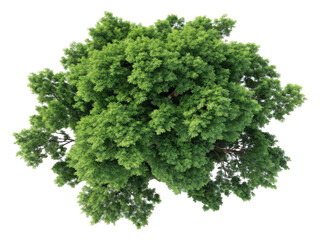 Overhead tree illustration png lush greenery top view png landscape element png white background image