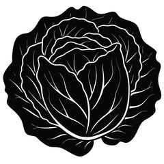 Green Cabbage Illustration