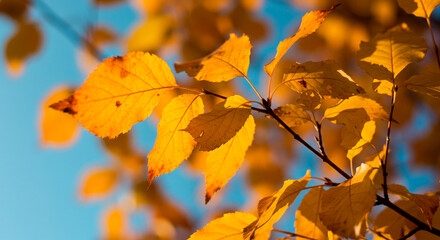 Obraz premium Golden autumn leaves against a clear blue sky, capturing the beauty of the changing seasons.