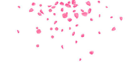 Rose petals pink color falling motion, Love day festival, romantic background, congratulation