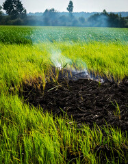 Contrast of life and destruction. Vibrant green grass meets scorched earth, smoke rising in air. Evokes themes of renewal, environment, and agriculture.